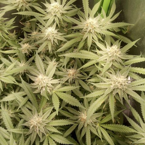 Aardbei Hoest growlog timeline photo