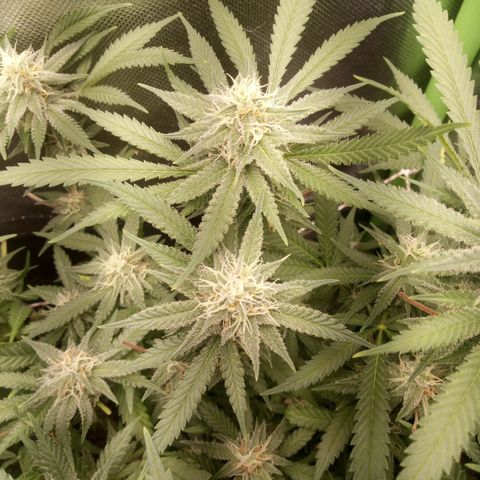 Aardbei Hoest growlog timeline photo