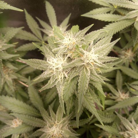 Aardbei Hoest growlog timeline photo