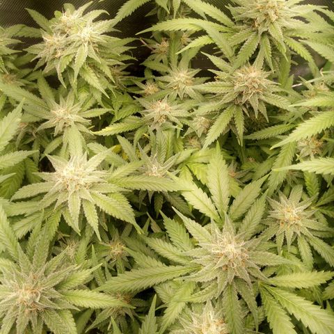Aardbei Hoest growlog timeline photo