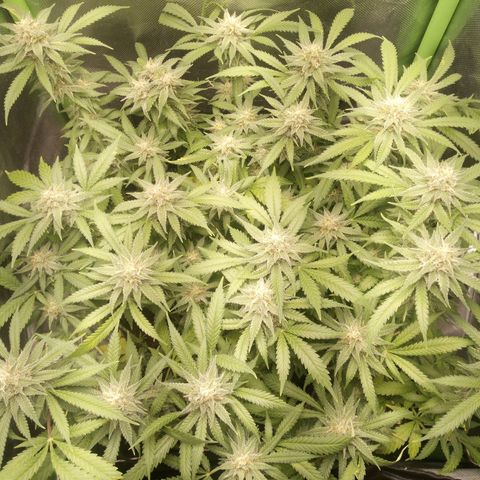 Aardbei Hoest growlog timeline photo