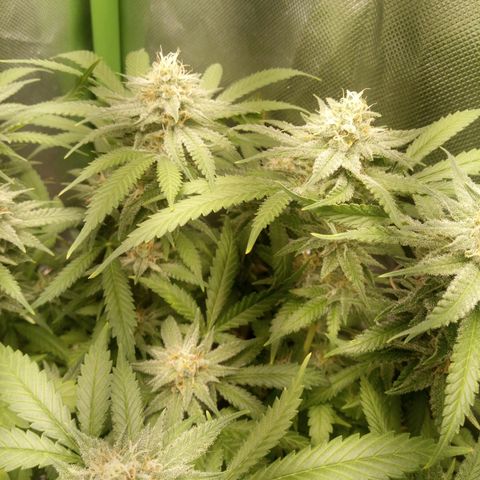 Aardbei Hoest growlog timeline photo