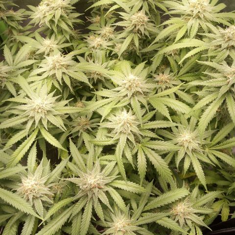 Aardbei Hoest growlog timeline photo