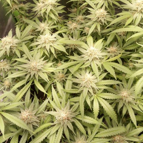 Aardbei Hoest growlog timeline photo