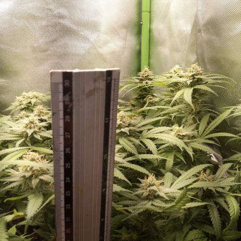 Aardbei Hoest growlog timeline photo