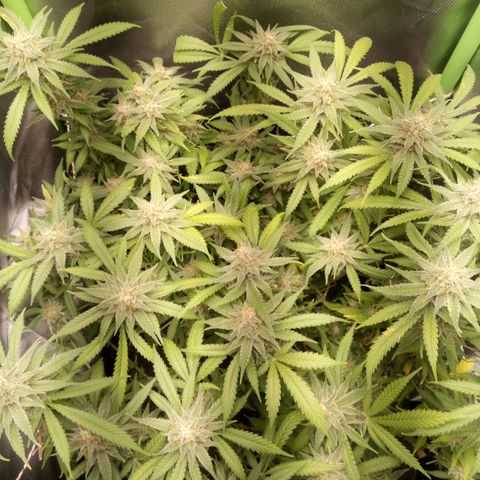 Aardbei Hoest growlog timeline photo