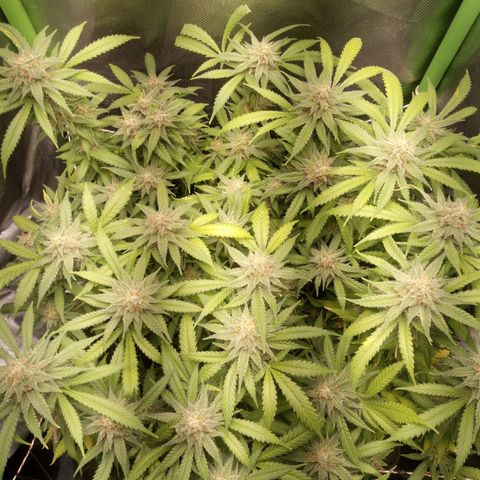 Aardbei Hoest growlog timeline photo