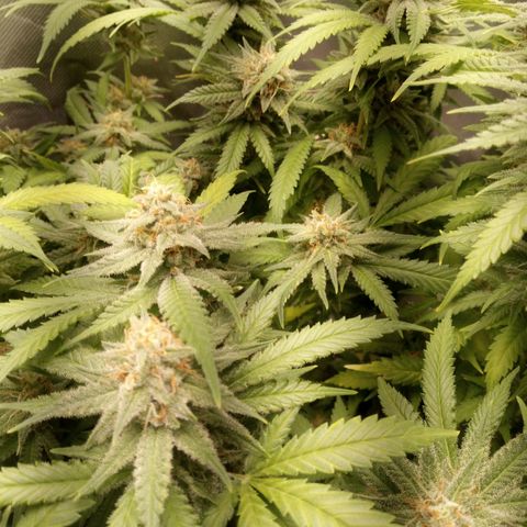 Aardbei Hoest growlog timeline photo