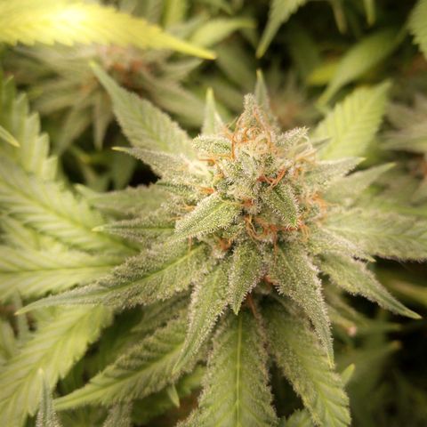 Aardbei Hoest growlog timeline photo