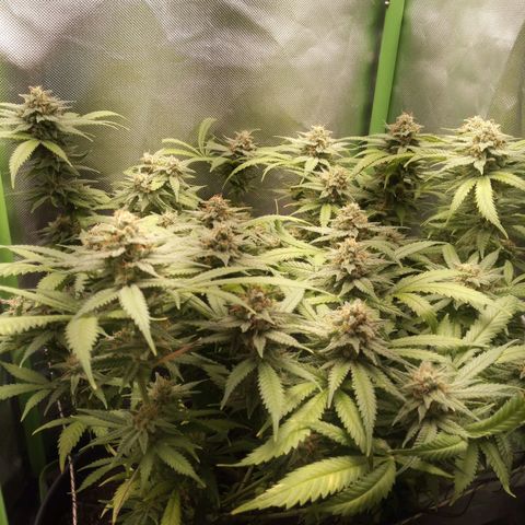 Aardbei Hoest growlog timeline photo