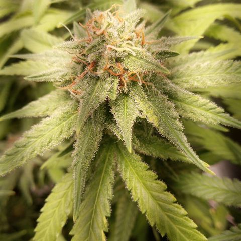 Aardbei Hoest growlog timeline photo