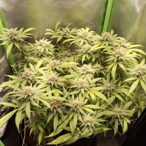 Aardbei Hoest growlog timeline photo