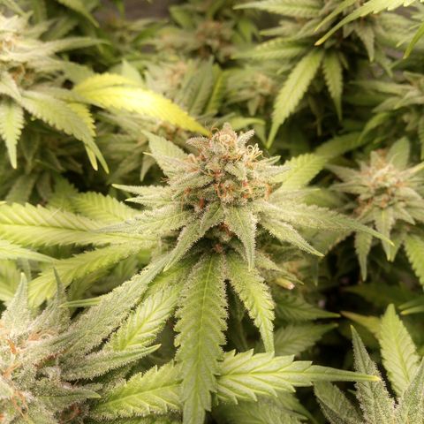 Aardbei Hoest growlog timeline photo
