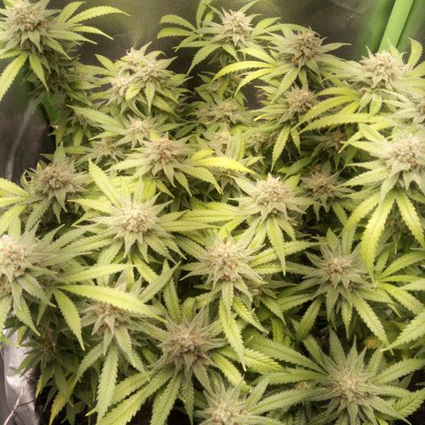 Aardbei Hoest growlog timeline photo