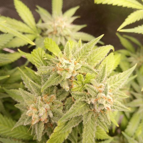 Aardbei Hoest growlog timeline photo