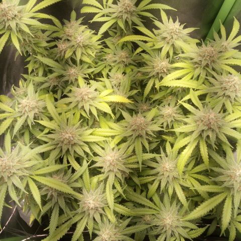Aardbei Hoest growlog timeline photo