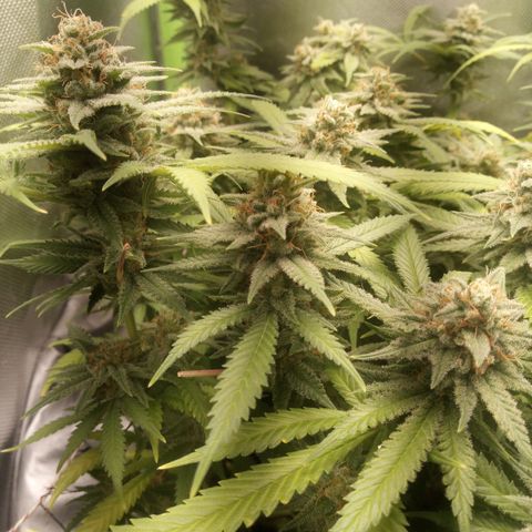 Aardbei Hoest growlog timeline photo