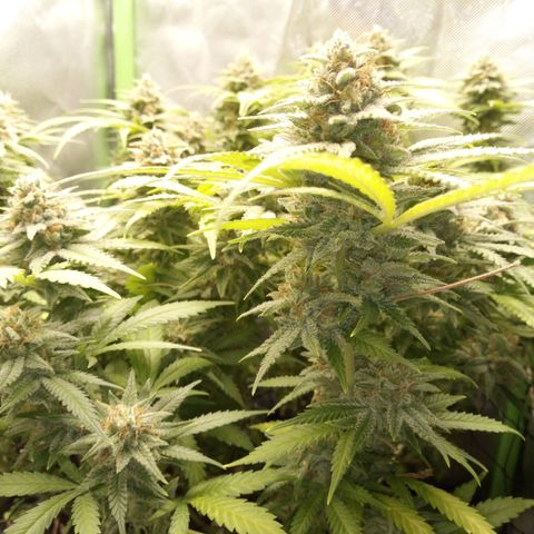 Aardbei Hoest growlog timeline photo