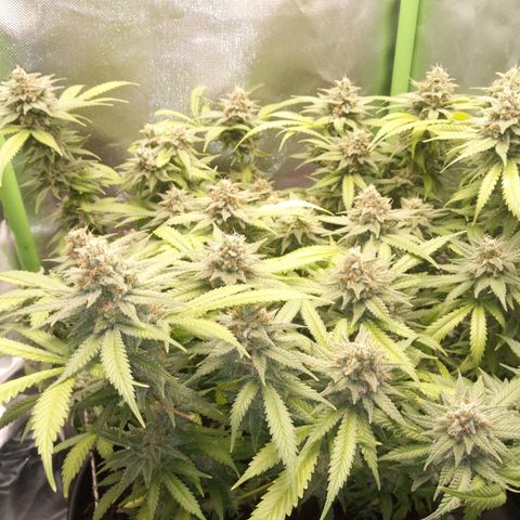 Aardbei Hoest growlog timeline photo