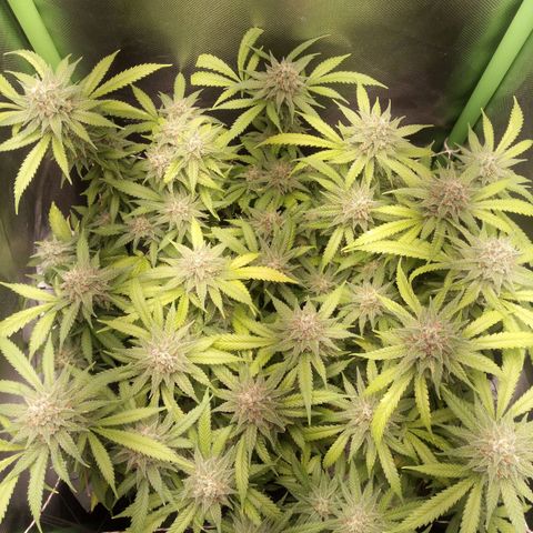 Aardbei Hoest growlog timeline photo