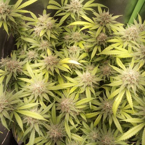 Aardbei Hoest growlog timeline photo