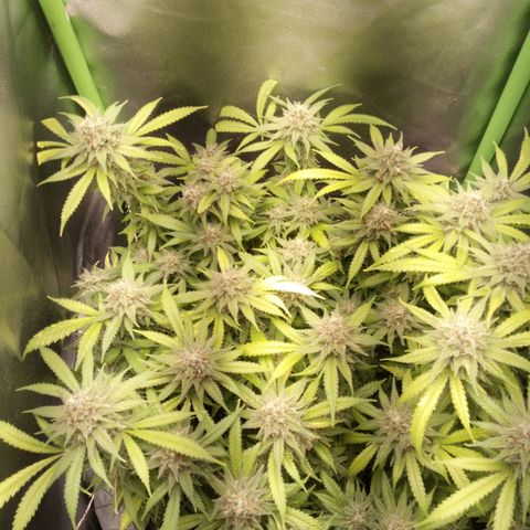 Aardbei Hoest growlog timeline photo
