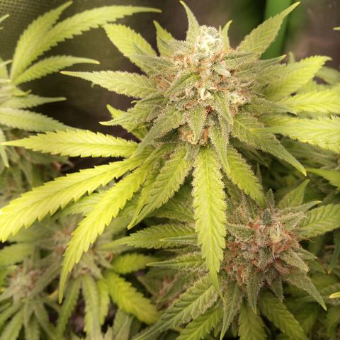 Aardbei Hoest growlog timeline photo