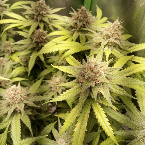 Aardbei Hoest growlog timeline photo