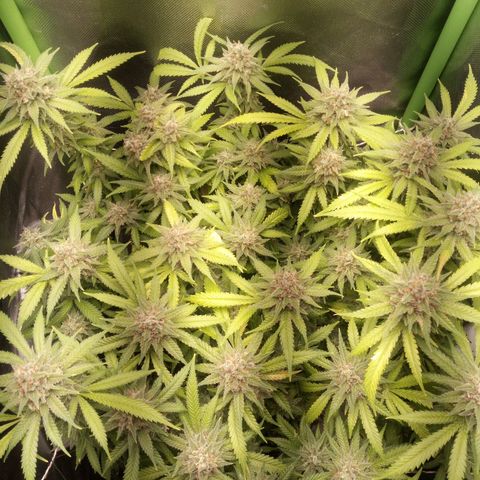 Aardbei Hoest growlog timeline photo