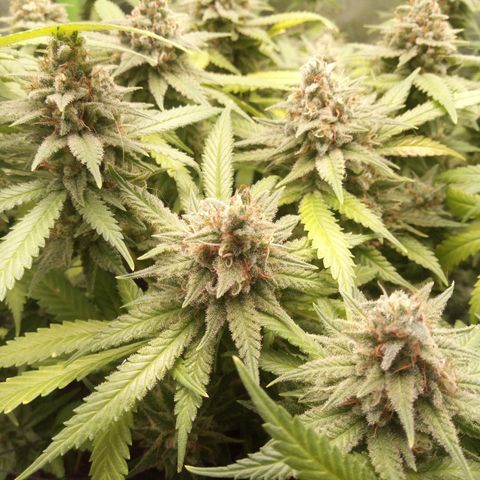 Aardbei Hoest growlog timeline photo