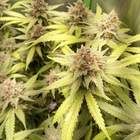Aardbei Hoest growlog timeline photo