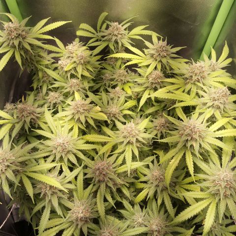 Aardbei Hoest growlog timeline photo