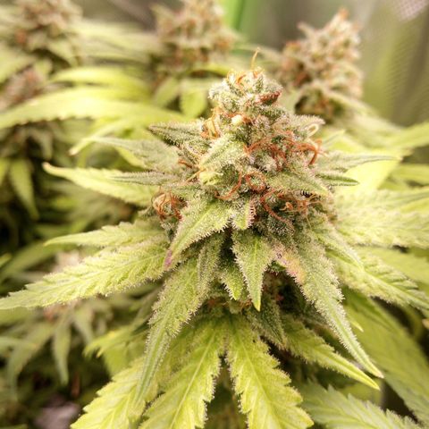 Aardbei Hoest growlog timeline photo
