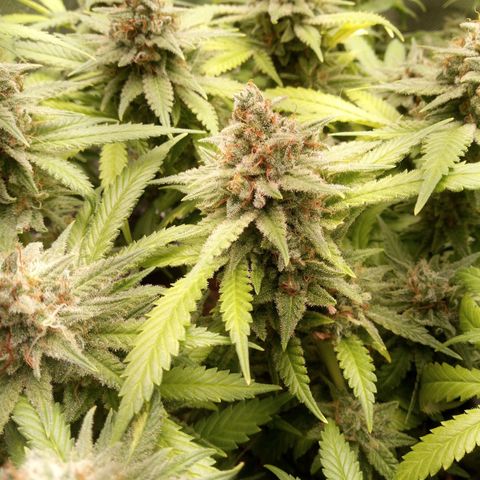Aardbei Hoest growlog timeline photo