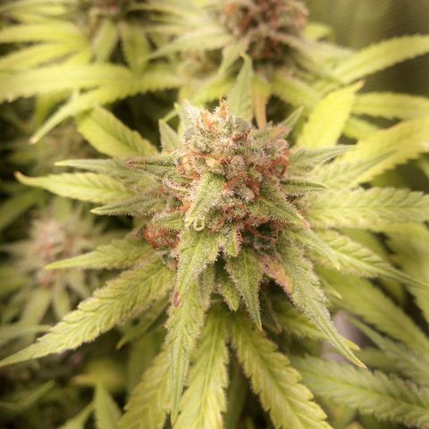 Aardbei Hoest growlog timeline photo