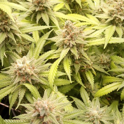 Aardbei Hoest growlog timeline photo