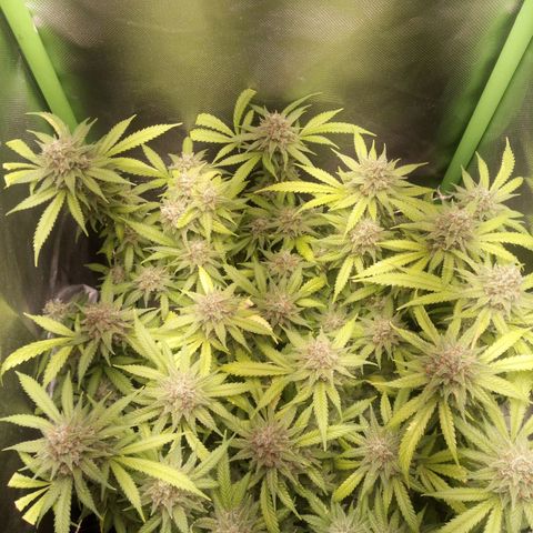 Aardbei Hoest growlog timeline photo