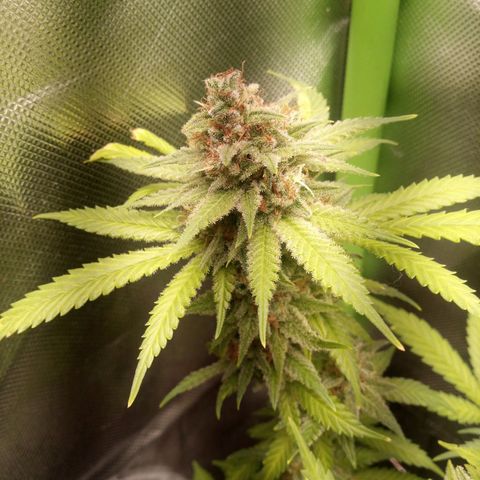 Aardbei Hoest growlog timeline photo