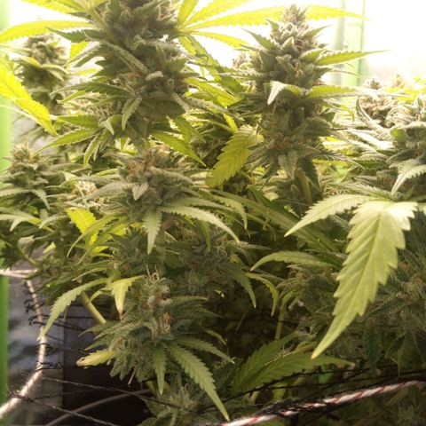 Aardbei Hoest growlog timeline photo