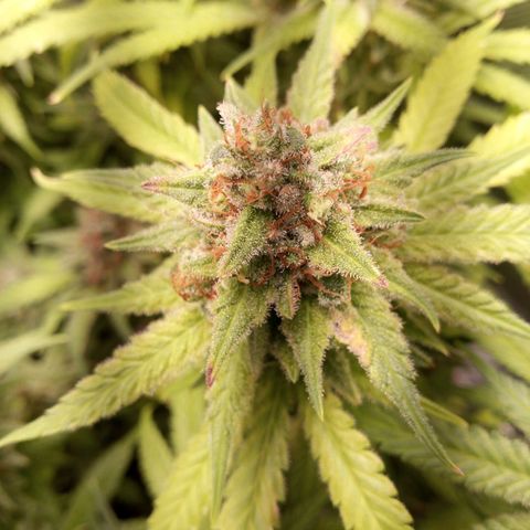 Aardbei Hoest growlog timeline photo