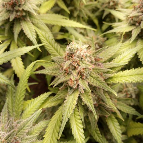 Aardbei Hoest growlog timeline photo