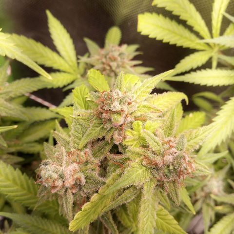 Aardbei Hoest growlog timeline photo