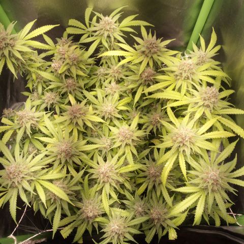 Aardbei Hoest growlog timeline photo