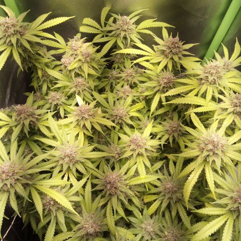 Aardbei Hoest growlog timeline photo