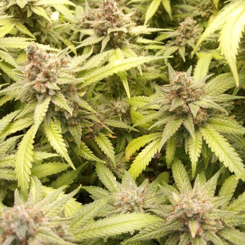 Aardbei Hoest growlog timeline photo