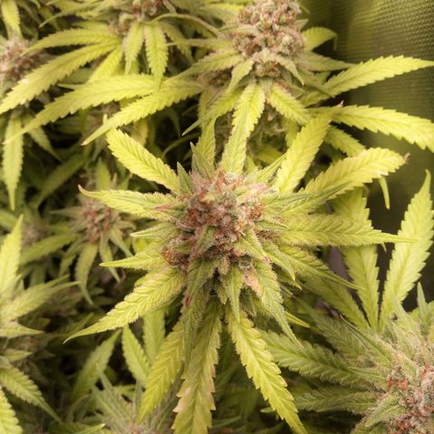 Aardbei Hoest growlog timeline photo