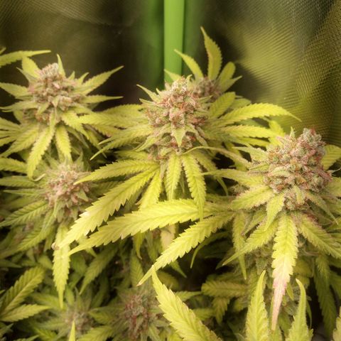 Aardbei Hoest growlog timeline photo