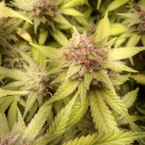 Aardbei Hoest growlog timeline photo