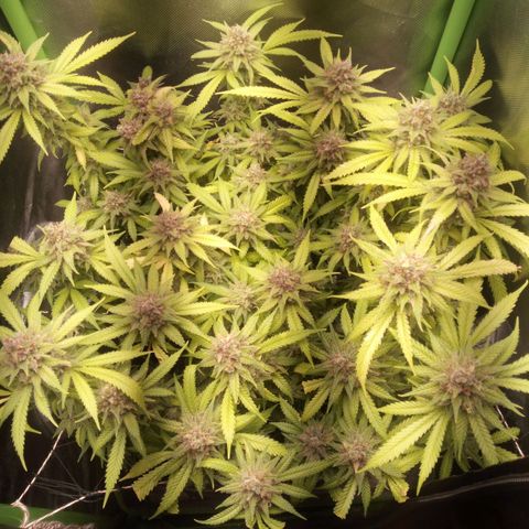 Aardbei Hoest growlog timeline photo