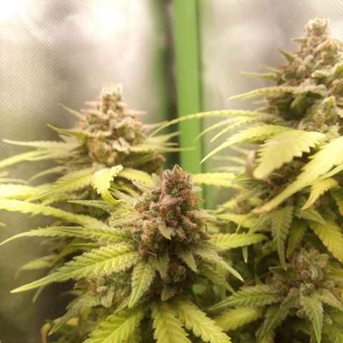 Aardbei Hoest growlog timeline photo